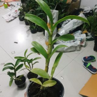 Hoa lan denro hoa hồng tím