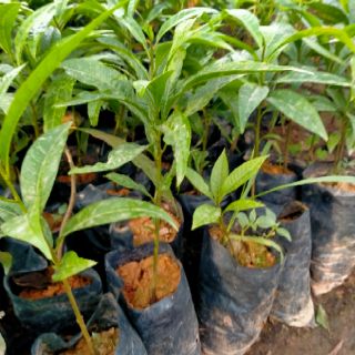 CÂY GIỐNG QUẢ TRỨNG GÀ/(LÊKIMA)