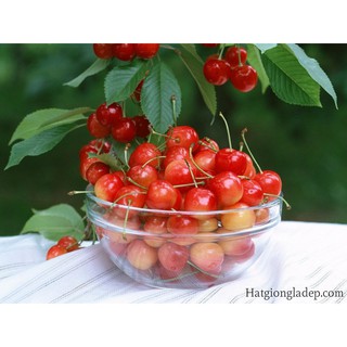 Hạt Giống Cây Anh Đào ( Cherry )