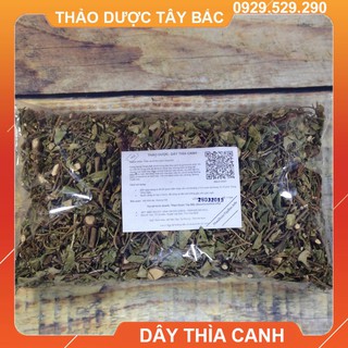 Lá Thìa Canh - Cây Thìa Canh