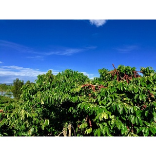 Cà phê Măng Đen Blend dạng hạt 500gr
