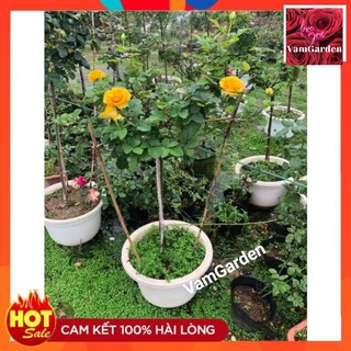 [CỰC HÓT🔥] Hoa Hồng Thân Gỗ Shell, Hoa Hồng Thân Tree Shell của VamGarden