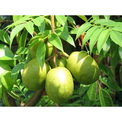 Cây cóc thái chưa hoa 40-50cm