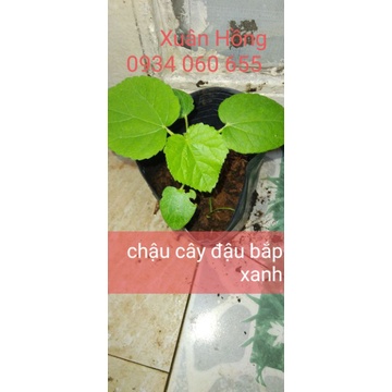 chậu rau( cải xoong nhật, rau răm, đậu bắp, cẩm tím nhật...)