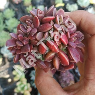 Sen đá mặt trăng