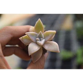 sen đá đá hồng mini 2-4cm