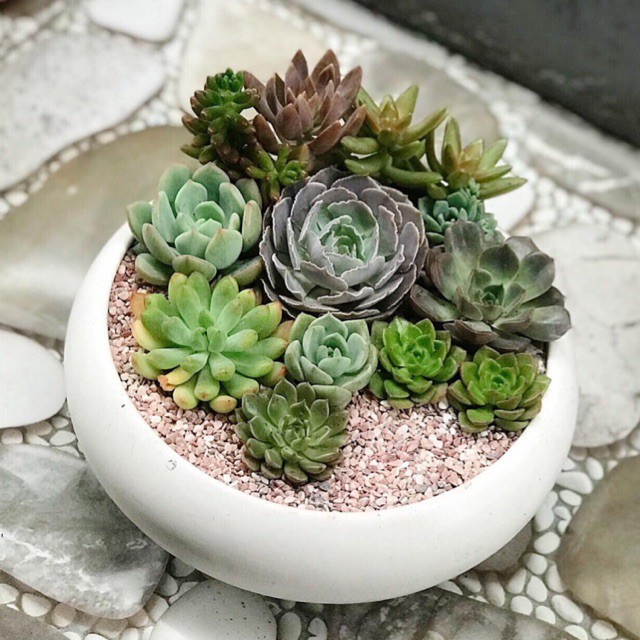 Hạt Giống Sen Đá Mix Nhiều Loại  - MUA 3 TẶNG 1 CÙNG LOẠI