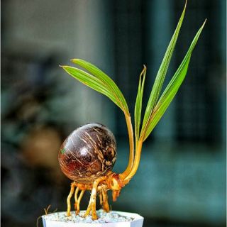 Dừa kiểng bonsai Bến Tre