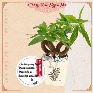 Cây kim ngân mix cỏ may mắn ảnh thật