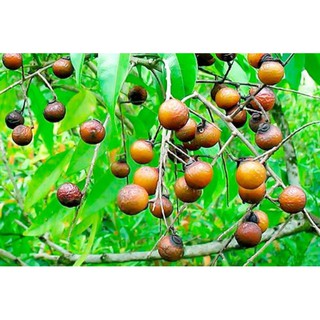 ENZYM BỒ HÒN