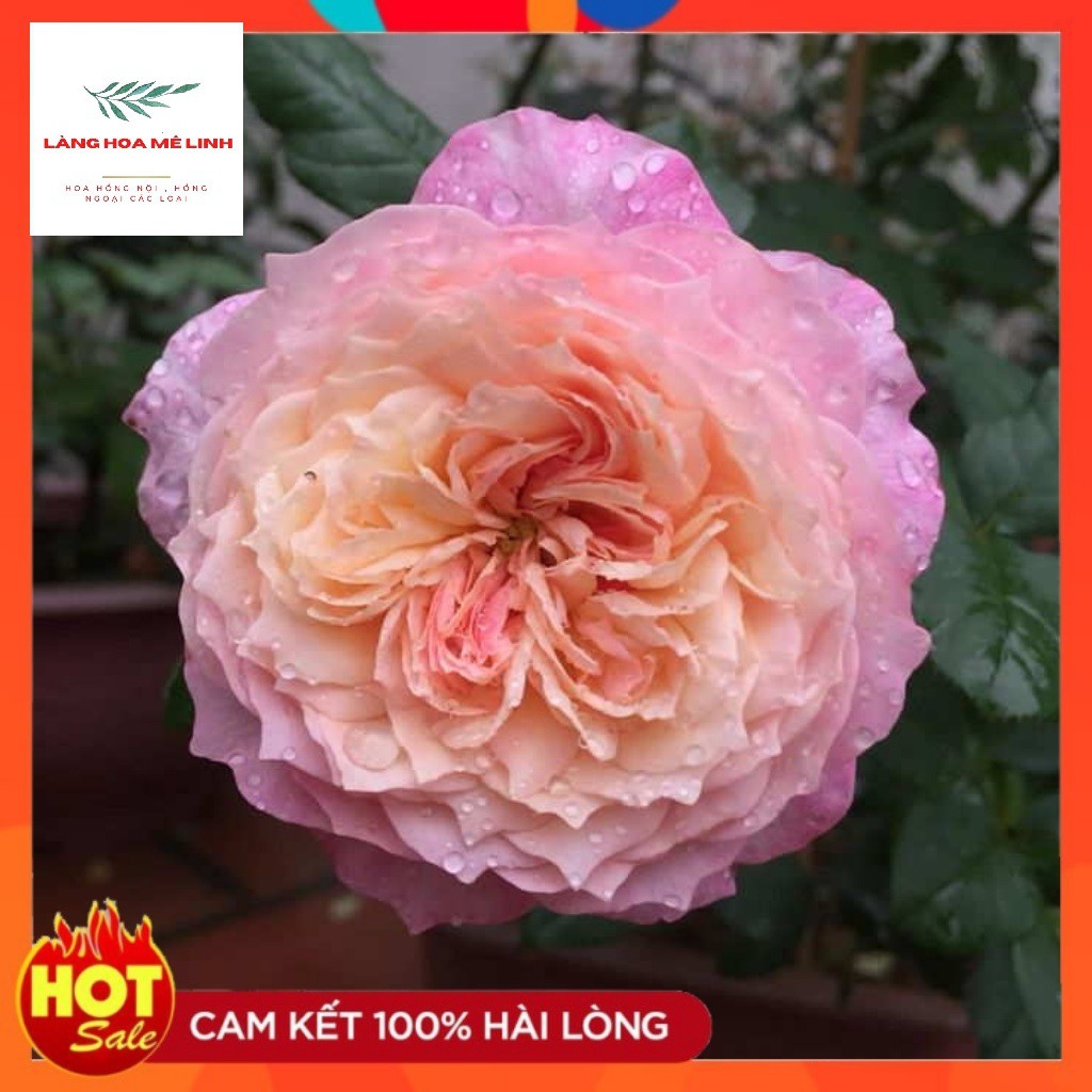 Hoa hồng ngoại Constance rose –[✌️TOP HOA HỒNG CƯỚI ✌]-Được ưa chuộng nhất, form hoa cúp,ới màu trắng phớt hồng dịu dàng