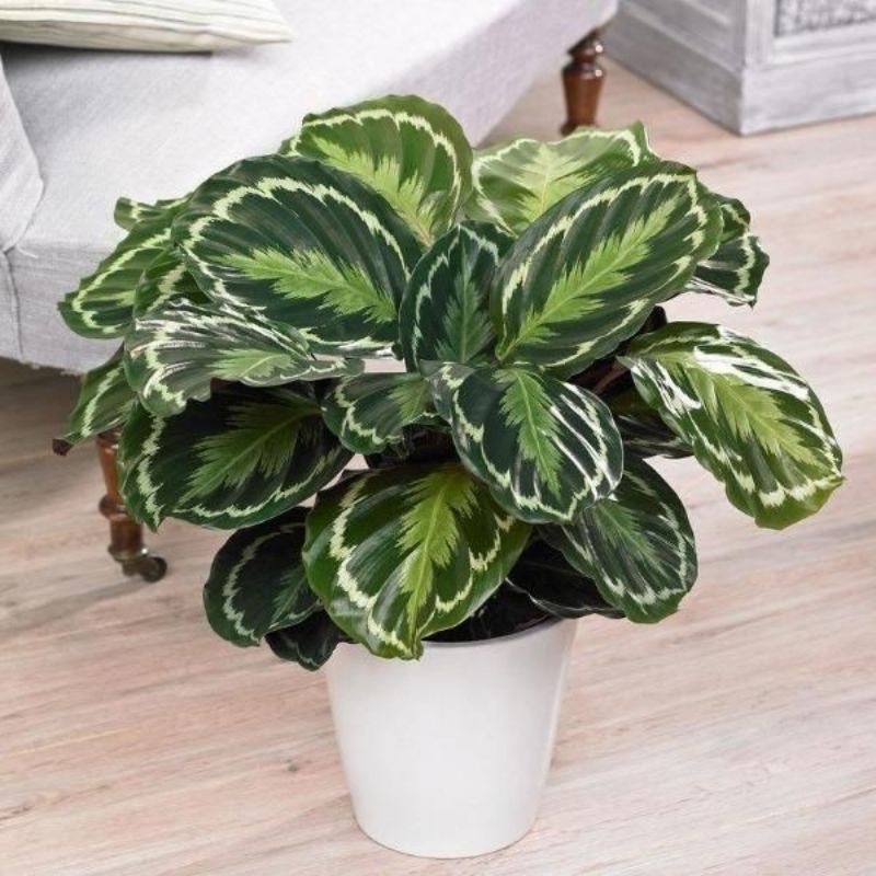 calathea medallion - đuôi công với phiến lá nhiều lớp màu đẹp mắt