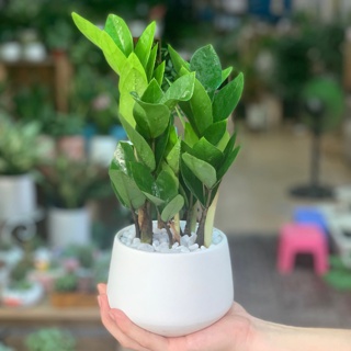 Cây Kim Tiền - Kim Phát Tài để bàn kèm Chậu gốm tráng men
