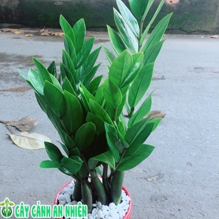 Chậu kim phát tài