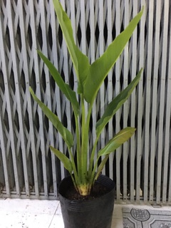Cây chuối xẻ quạt