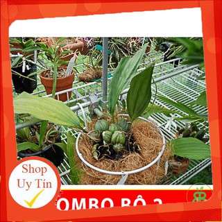 - Phân Bón Lá Sinh Học Ami Green set 2 Chai