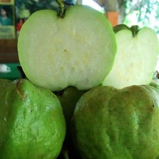 Cây giống ổi không hạt