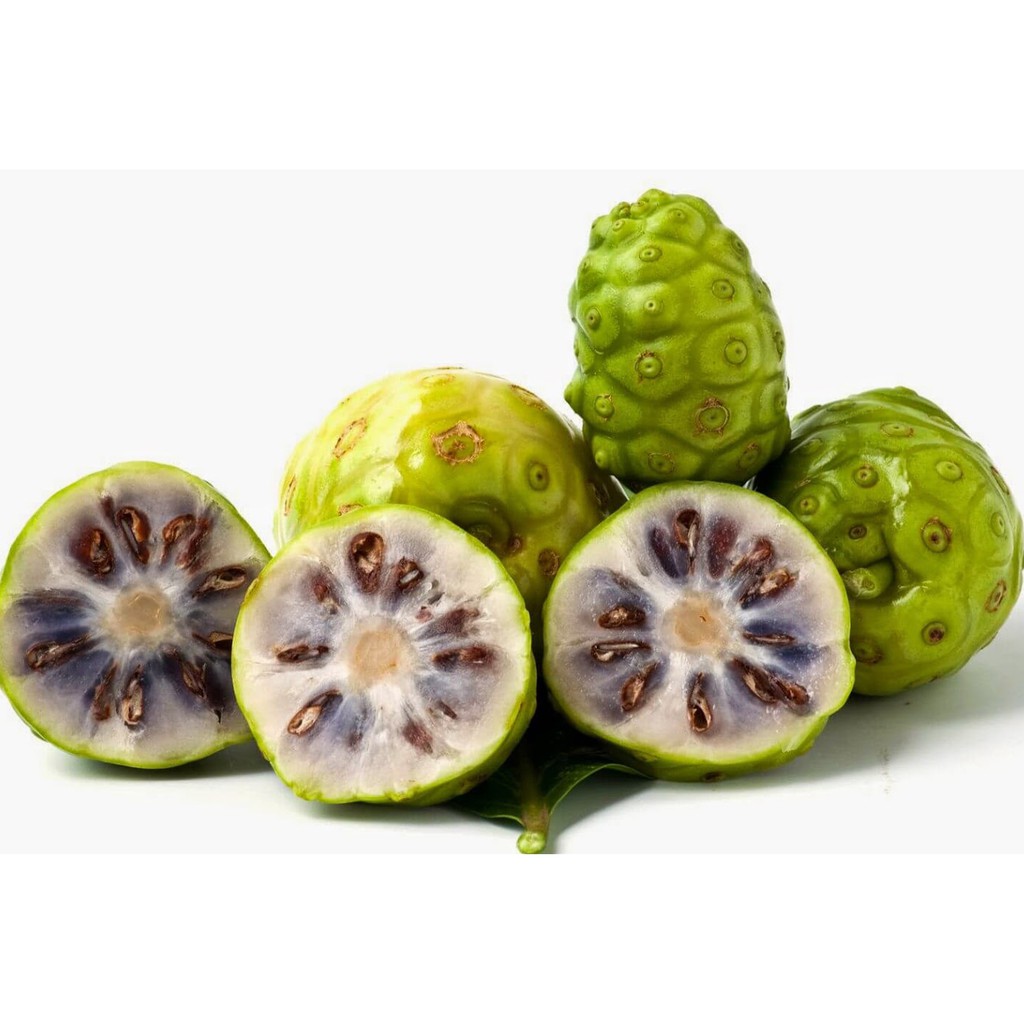 Cây nhàu giống Đơn hàng từ 20 cây