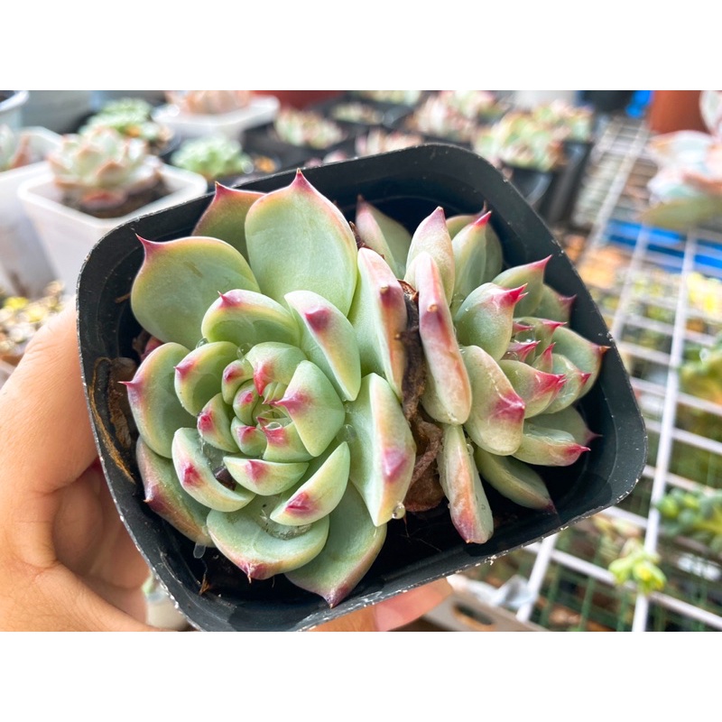Sen đá bánh bao lửa 2 đầu