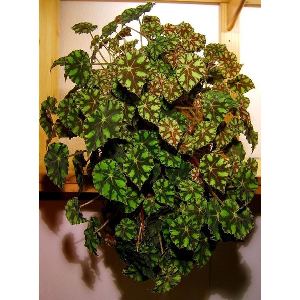 Begonia Bowerae tiger-  Thu hải đường với màu sắc vàng chanh quyến rũ