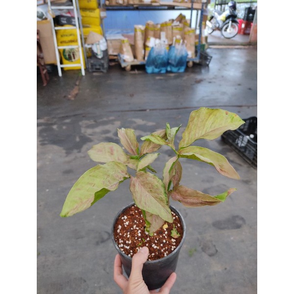 Chậu cứng Syngonium pink spot