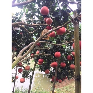 cây bưởi tiến vua