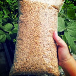 VỎ TRẤU TRỒNG CÂY 100GR