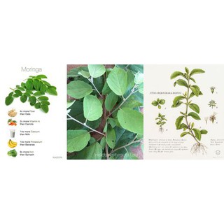 TRÀ CHÙM NGÂY TÚI LỌC MORIS
