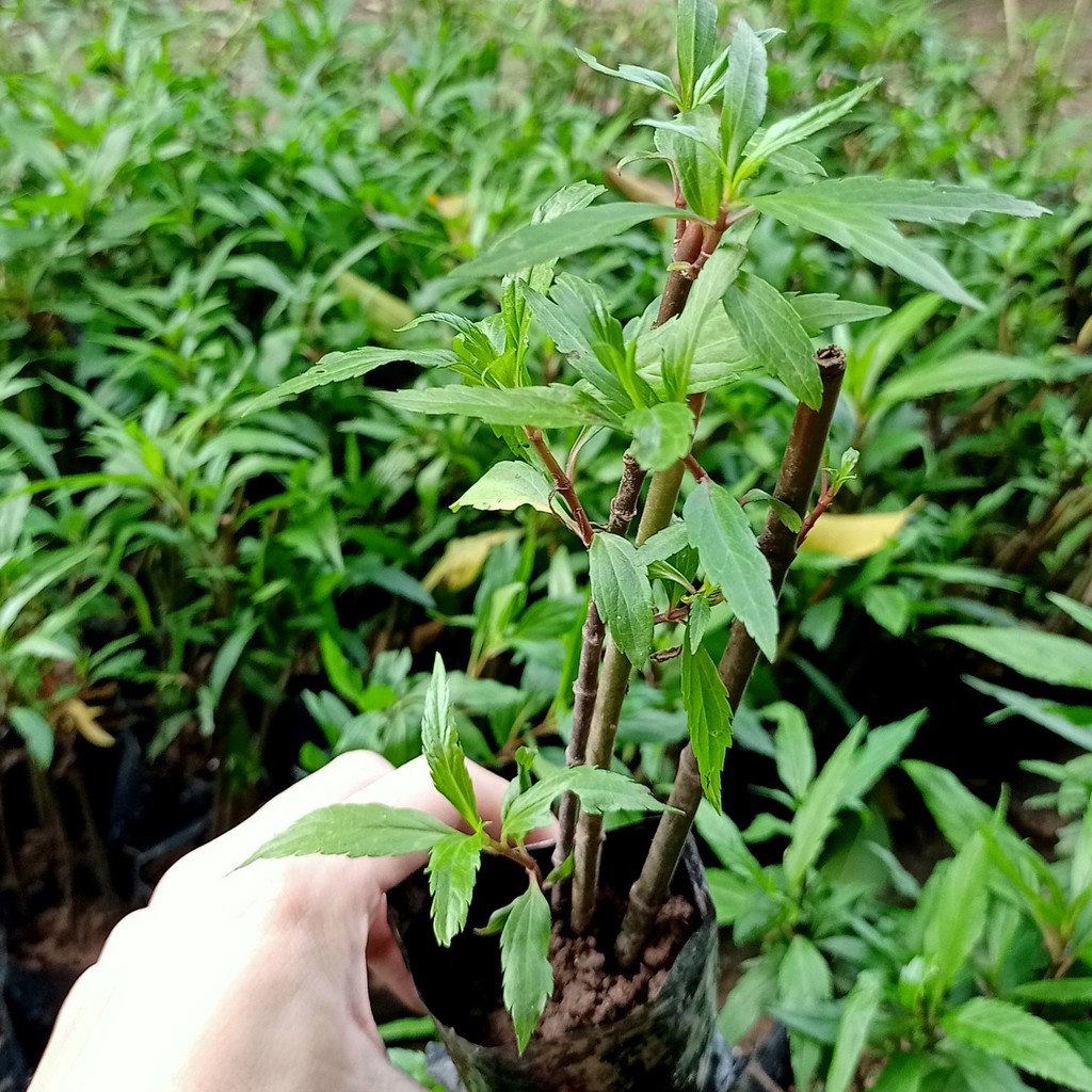 🌿 Combo 5 cây mần tưới trị bọ chét cho vật nuôi - Thanh toán qua ví AirPay tặng vòi tưới nhỏ giọt