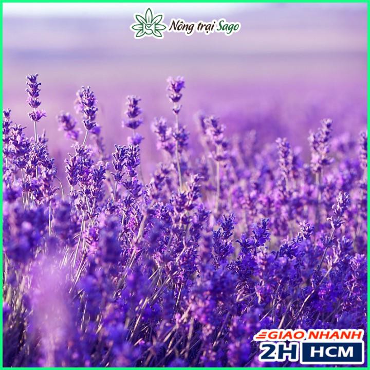 Hạt giống Hoa Oải Hương (Hoa Lavender) - Nông Trại Sago