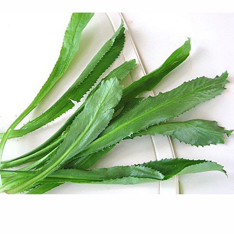 hạt giống Rau Mùi tàu ( Ngò gai)