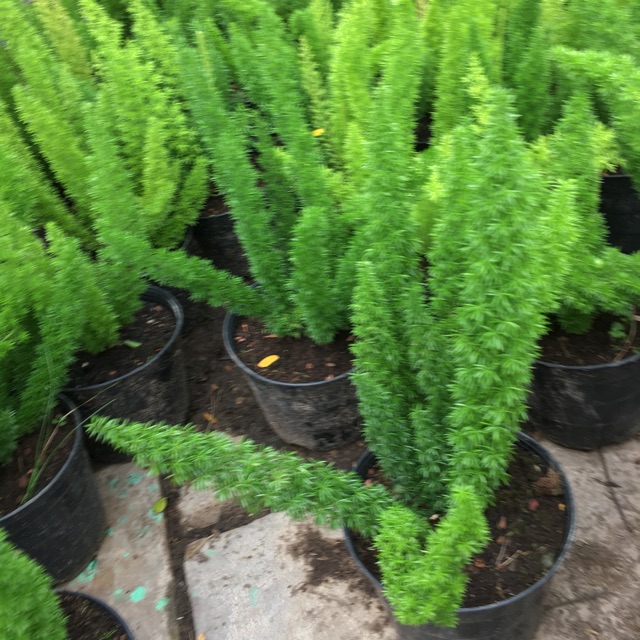 Cây dương xỉ đuôi chồn