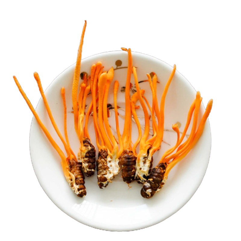 Đông Trùng Hạ Thảo JINDO Nguyên Con sấy thăng hoa 20pcs