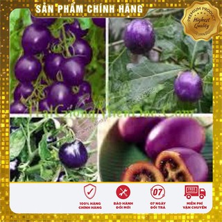 Hạt Giống Cà Chua Tím(5 hạt)
