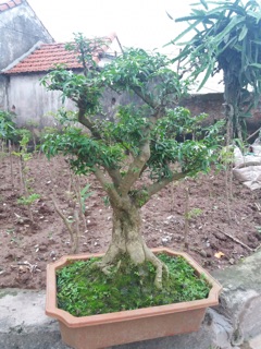Cây Mai Chiếu Thuỷ Bonsai