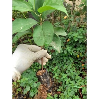 cây lan tỏi giống