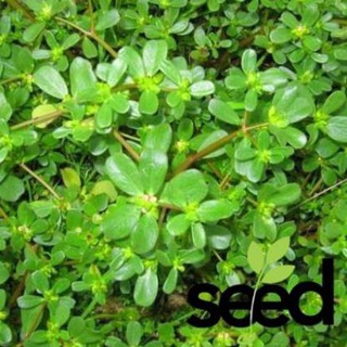 [Miễn Phí Ship] Hạt Giống Rau Sam 1 Gram
