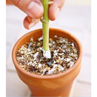 Thuốc Ra Rễ Cực Mạnh TAKE ROOT (Garden Safe) USA ( 56,6gr)