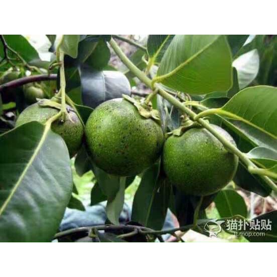 Cây giống hồng đen Socola size nhỏ - Black Sapote cho trái siêu ngon