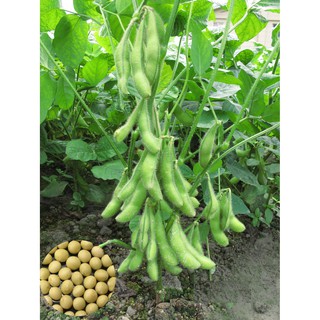 20h Hạt giống Đậu Nành Edamame Nhật Bản - Cho trái to, ngọt. Có hướng dẫn trồng và chăm sóc với 3 cách trồng.