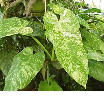 Gậy Đánh Bóng Chày Philodendron Jose Buonox Chất Lượng Cao