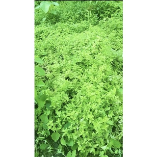 CÂY THẠCH ĐEN CAO BẰNG 500g  (Thạch nương 100%)