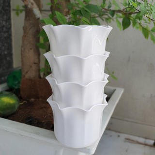 chậu miệng bèo