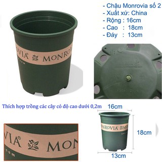 CHẬU MONROVIA SỐ 2 - CHẬU NHỰA TRỒNG HOA,CÂY CẢNH(VN)