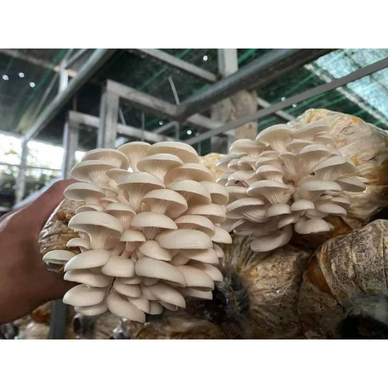 Phôi nấm bào ngư trắng size đại