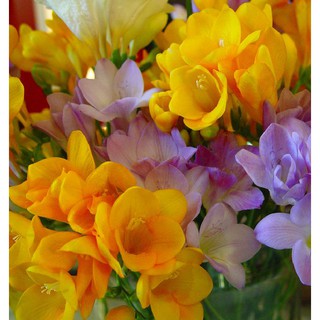 Củ giống hoa lan nam phi hoa vàng { 1 củ + 1 viên nén xơ dừa ươm củ }
