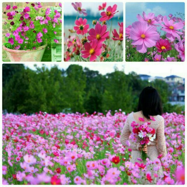 Hạt giống hoa cúc màu tím hồng đặc biệt
