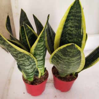 Lưỡi hổ  thái lùn 29k