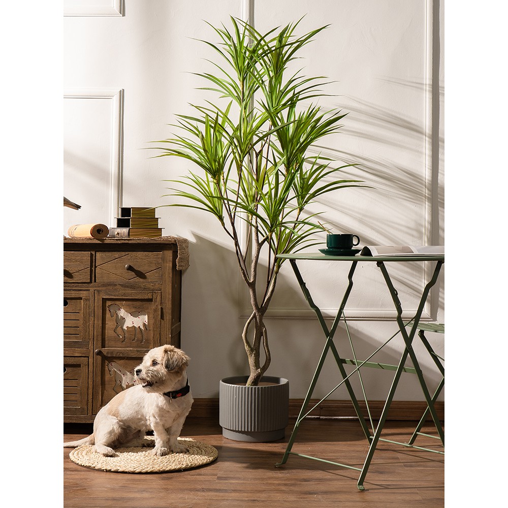 Cây phát tài núi decor 1m60 - cây dứa bạc thân 3 nhánh nghệ thuật