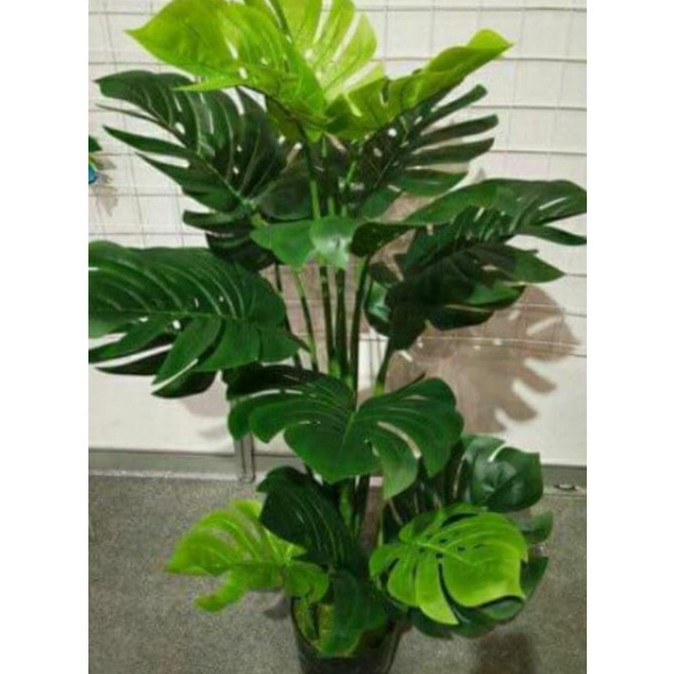 Cây lá rùa phong thủy trang trí nhà cửa cao 1.4met